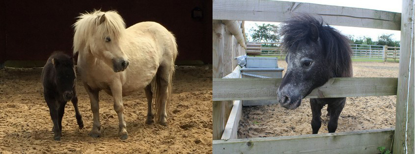 split image of a shetland mare with her foal then a dappled grey shetland pony with his head through the fence rails