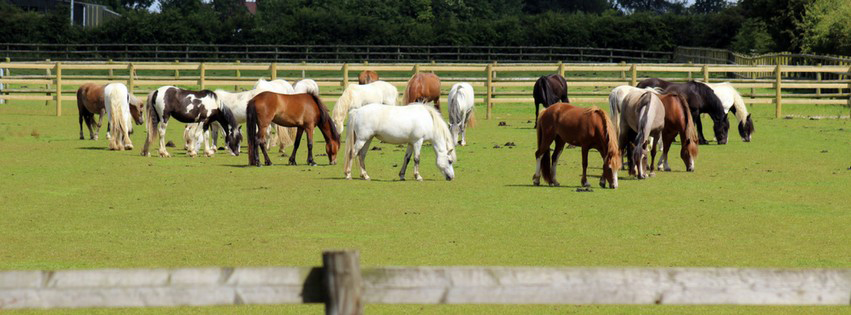 landscape view of a large herd of horses all grazing in a field