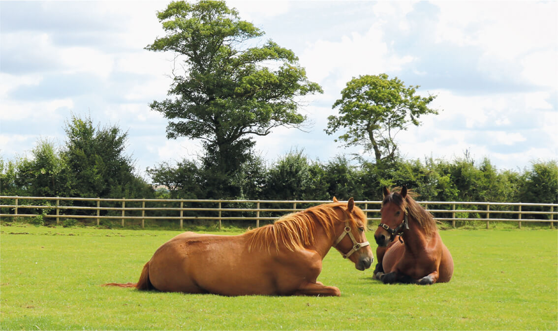 two ponies lying down in a field next to each other