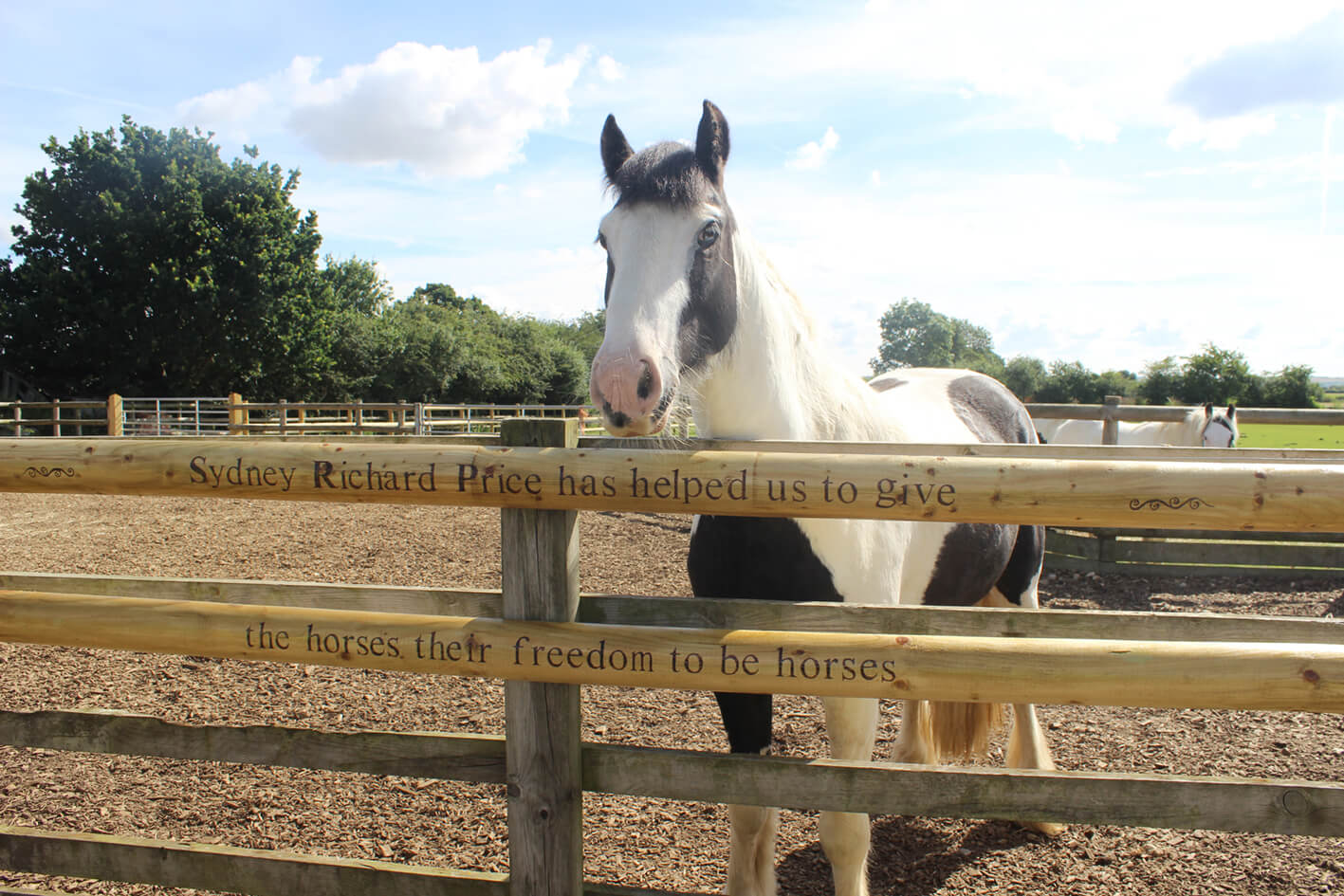 black and white cob stood behind a fence that has an 'in memory of' message carved into the wood