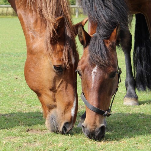 bay mare and chestnut mare grazing with their noses very close together