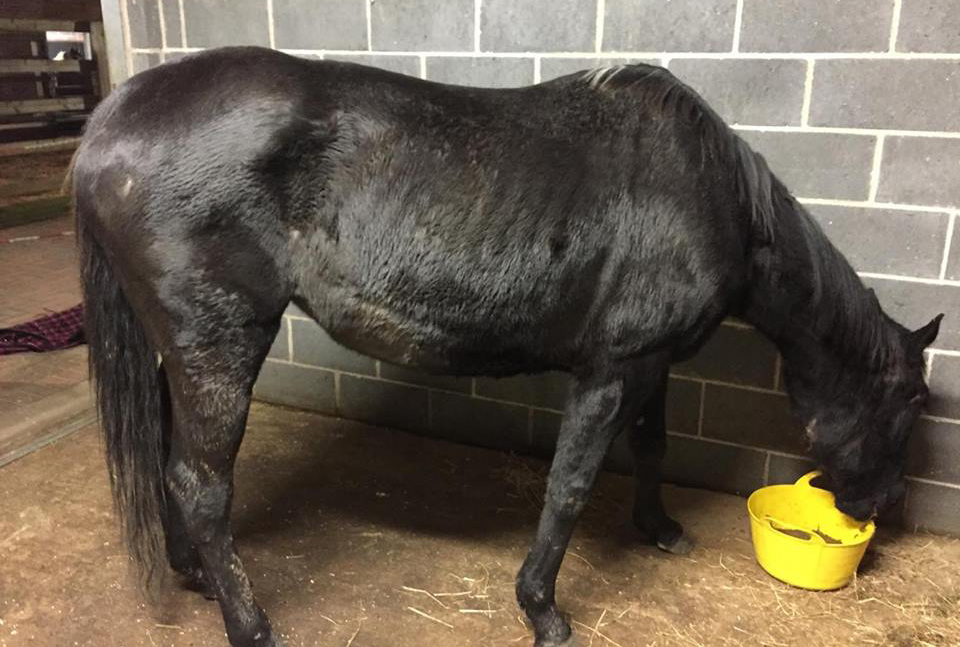 skinny black mare eating out of a yellow feed bucket in a stable