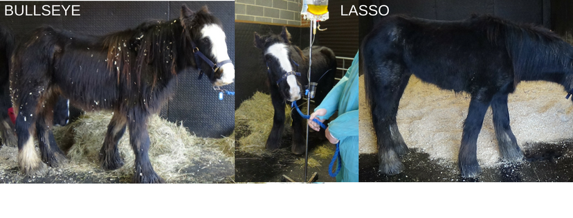 intake photo of a young emaciated black cob with a white nose, being led by a member of staff into a stable