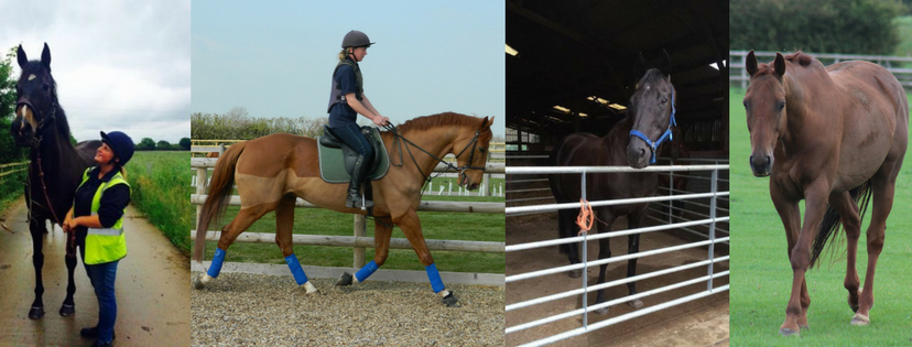 collage of four images each containing a thoroughbred