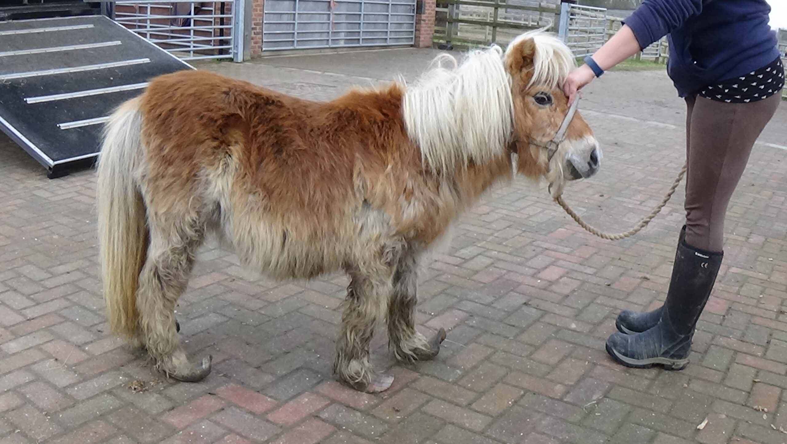 intake photo of a chestnut shetland pony with a matted coat and severely overgrown hooves