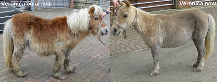 before and after photos of a chestnut shetland pony