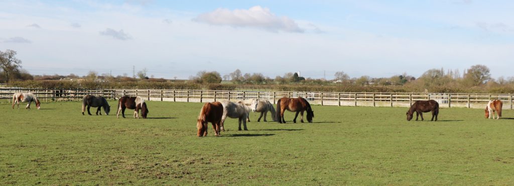 herd of mares grazing in a field after being rescued from bodmin moor