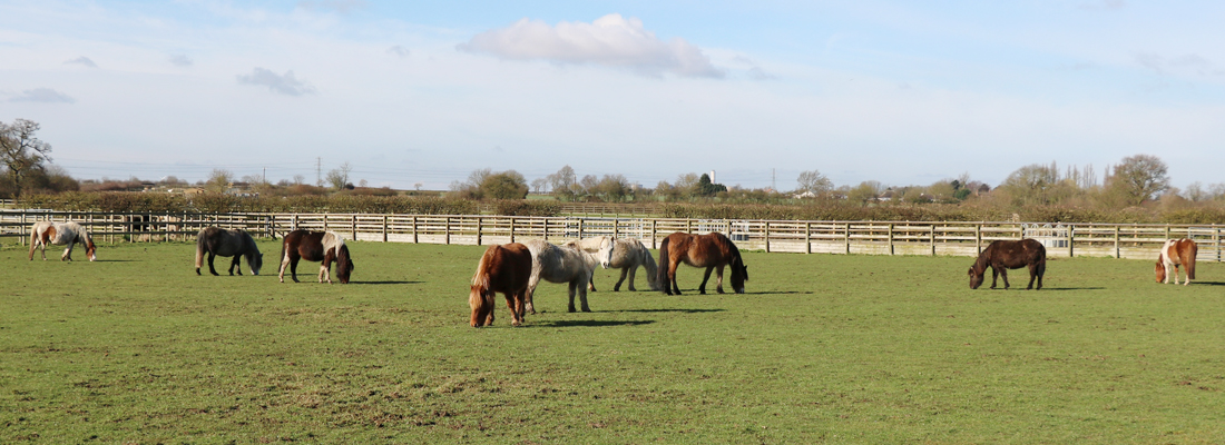 herd of mares grazing in a field after being rescued from bodmin moor