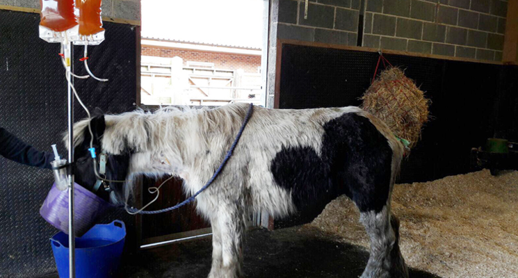 intake photo of a neglected ill horse on a drip and having a drink