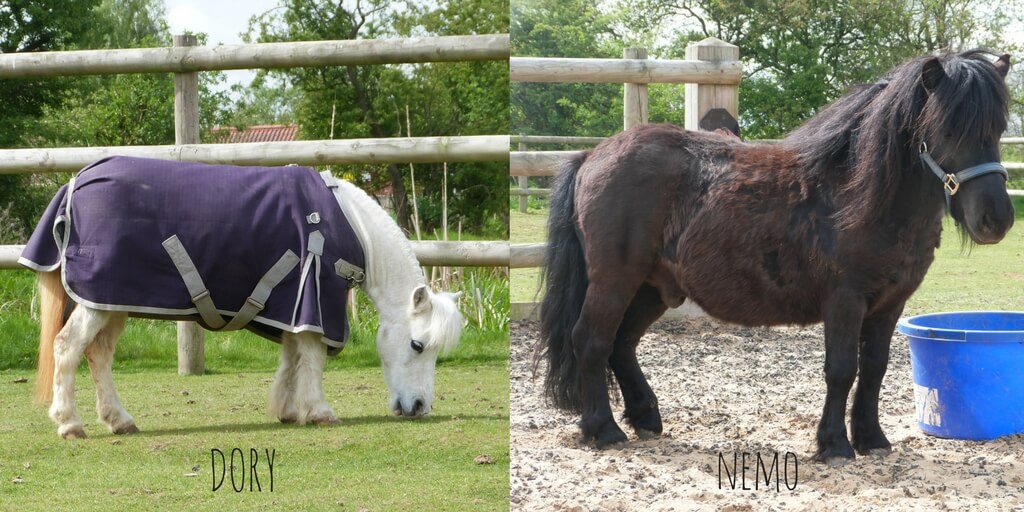 split photo of a white shetland and a black shetland