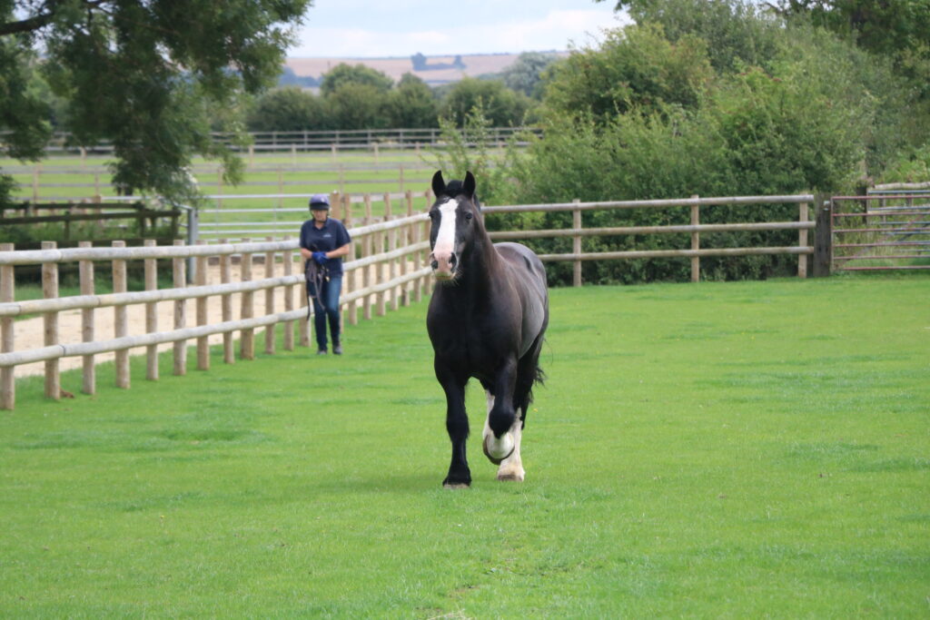 Black cob trotting through a green field, his handler can be seen in the background holding a headcollar