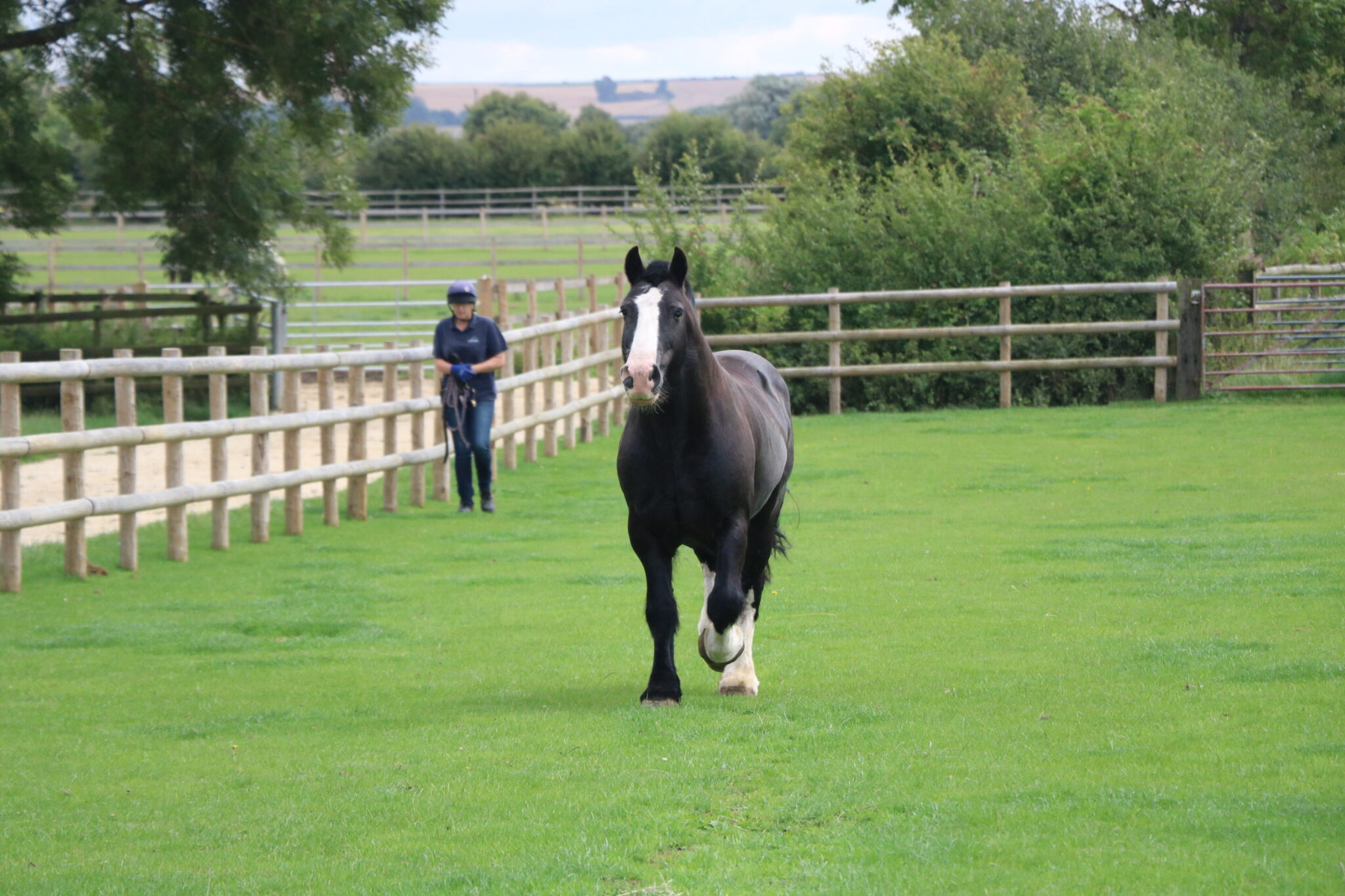 Black cob trotting through a green field, his handler can be seen in the background holding a headcollar