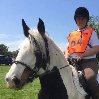 black and white cob with rider wearing an orange bib