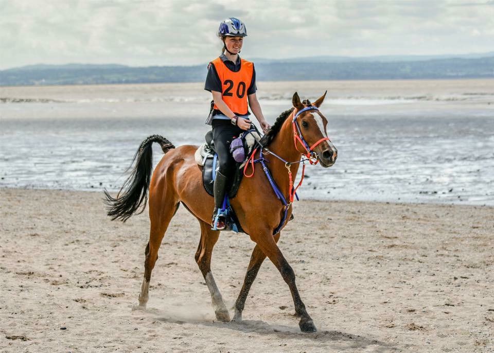bay horse and rider wearing an orange bib, trotting along a beach