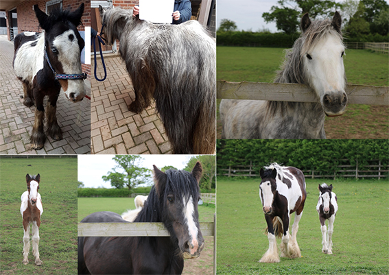 collage of photos showing before and after of ponies rescued from doncaster