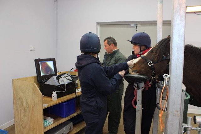 horse stood in a secure pen being examined by staff members and a vet