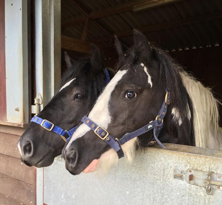 two ponies, one piebald and one black, with their heads over the stable door