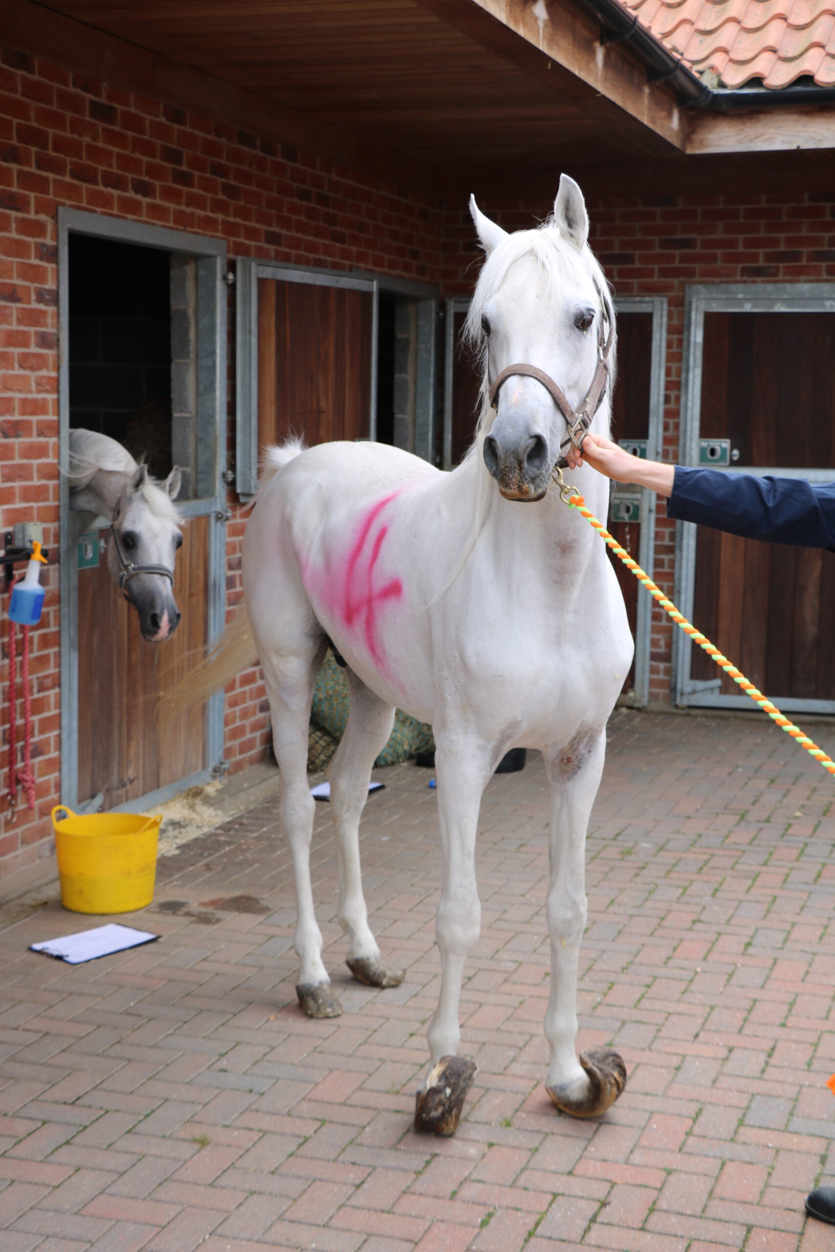 intake photo of a grey arab horse with severely overgrown hooves and the number 4 painted on his side