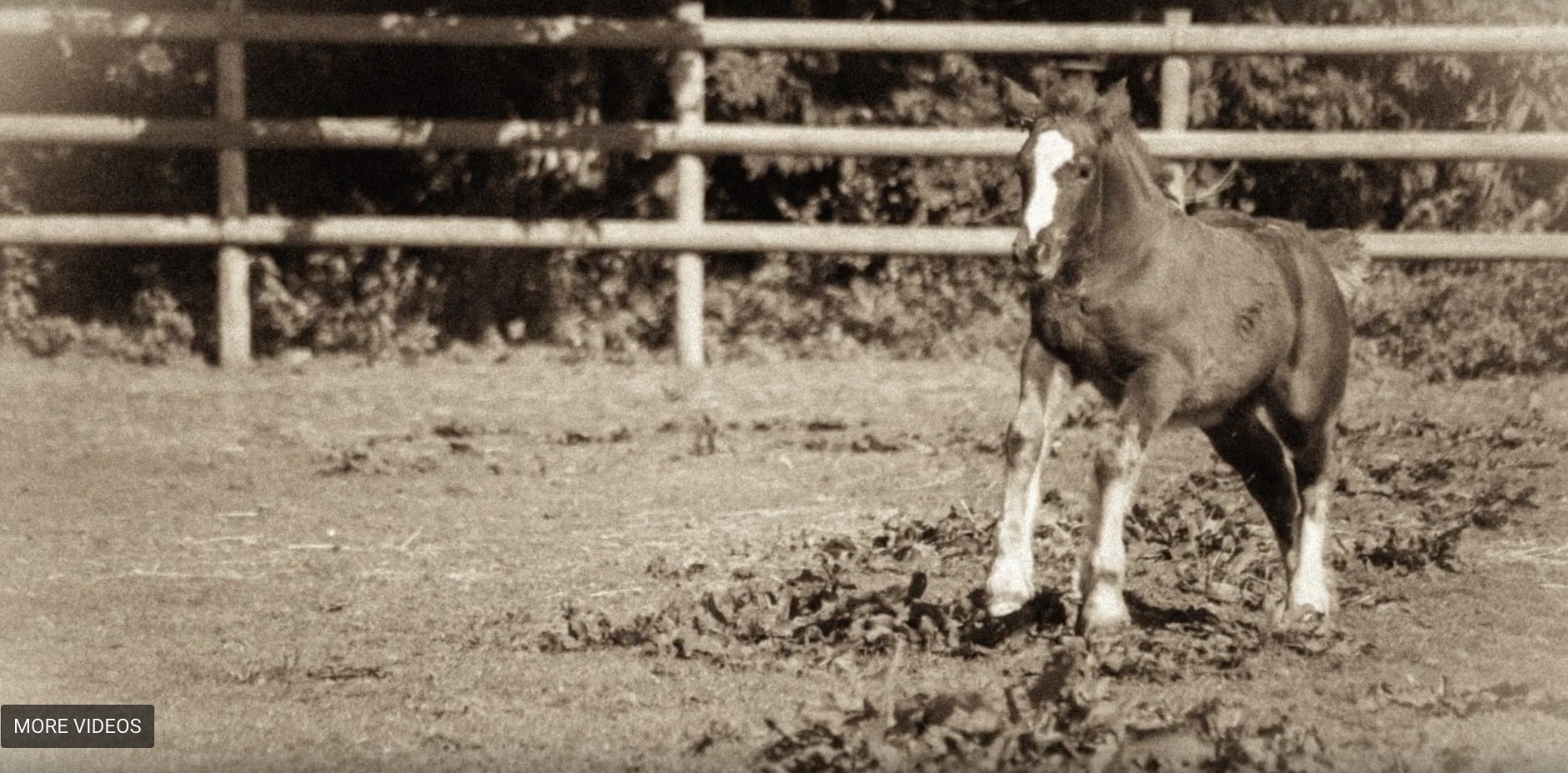 black and white photo of a young pony running through a field