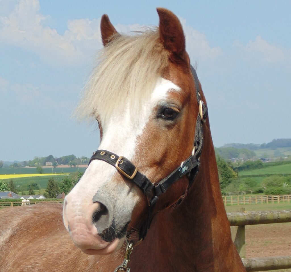wish the pony wearing a black head collar looking off to the side