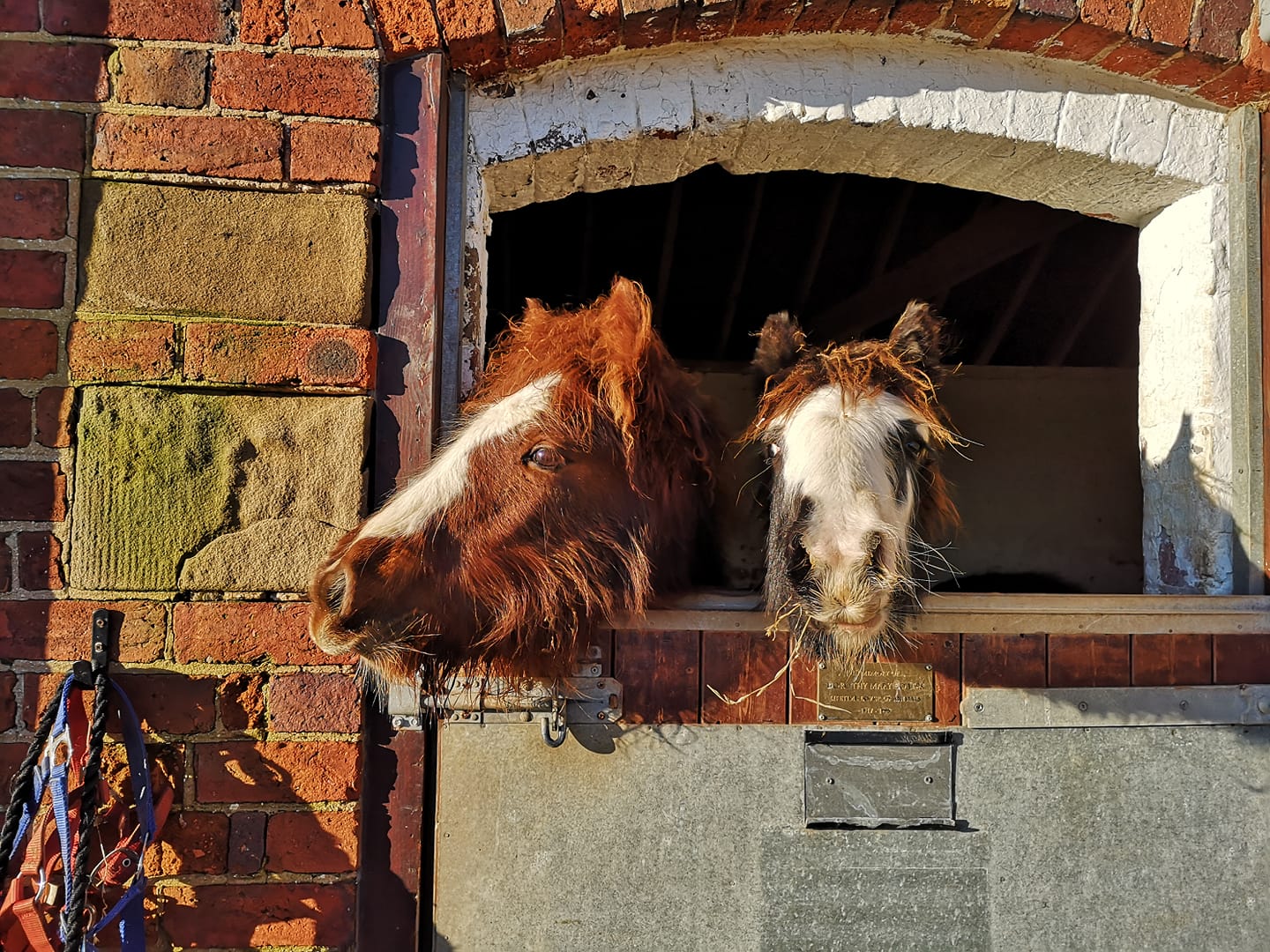chestnut cob and black cob with their heads over a stable door