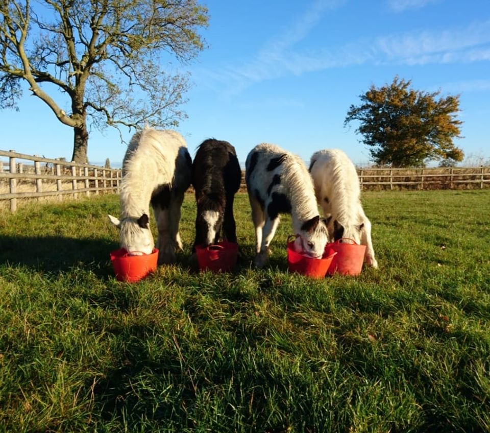 four black and white ponies eating out of red feed buckets in a field