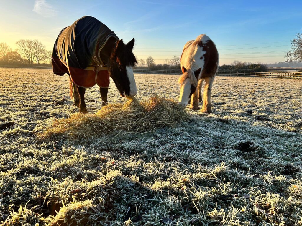 Two equines eating from a pile of hay in a frost field, one is wearing a rug the other isn't