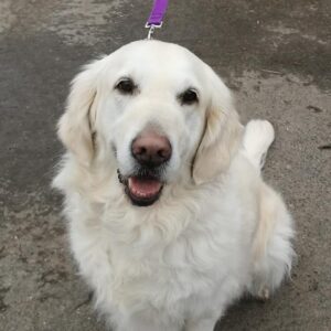 golden retriever sat down looking up at the camera
