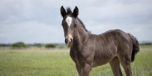 young brown foal with a white forehead, standing in a field looking at the camera