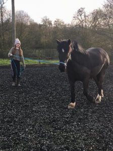 black pony on a lunge in a menage