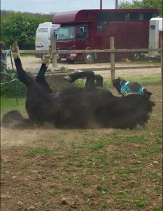 black pony rolling around in a field