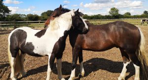 two ponies mutual grooming on a wood chip pad