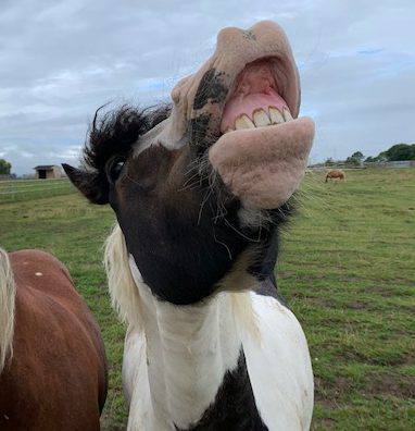 Remember laminitis can kill