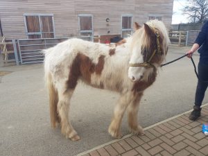 skewbald neglected pony intake photo after arriving at bransby horses from a rescue