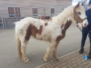skewbald neglected pony intake photo after arriving at bransby horses from a rescue