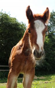 young chestnut foal stood in a field close to the camera