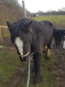 young black cob with a white nose being led away from a badly kept field