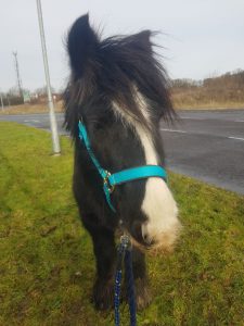 black cob with a white nose wearing a blue headcollar and stood at the side of a road