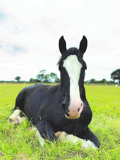 black shire horse with a white nose lying down in a field