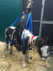 young black and white foal in a support harness in a stable. He is unable to stand by himself