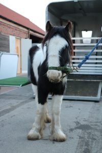 young black and white cob type pony after being brought to bransby horses from a rescue