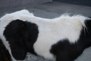body image of a piebald foal after being rescued. Spine is visible