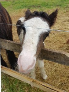 brown and white foal stood near the fence with his mum