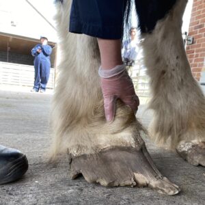 photo of overgrown horses's hooves