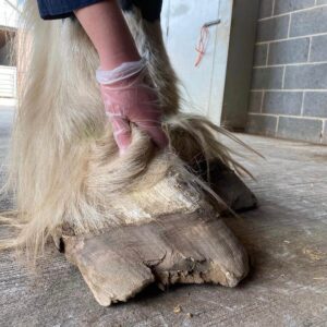 photo of overgrown horses's hooves