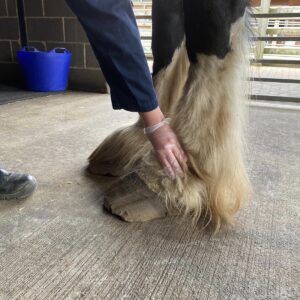 photo of overgrown horses's hooves