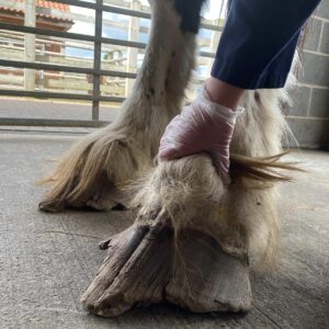 photo of overgrown horses's hooves