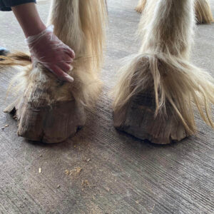 photo of overgrown horses's hooves