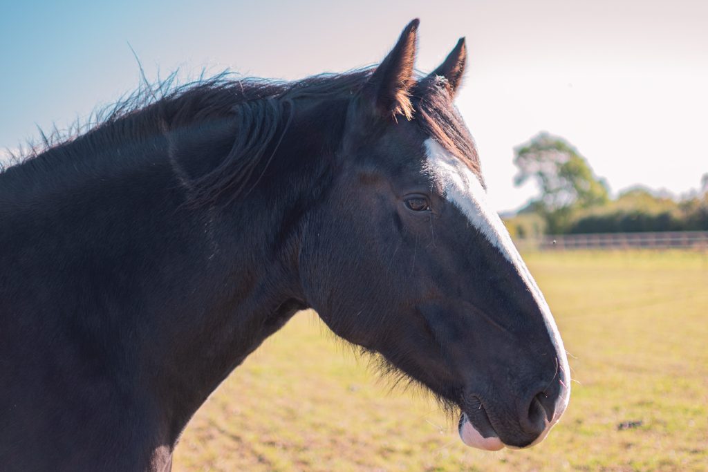 Shire horse