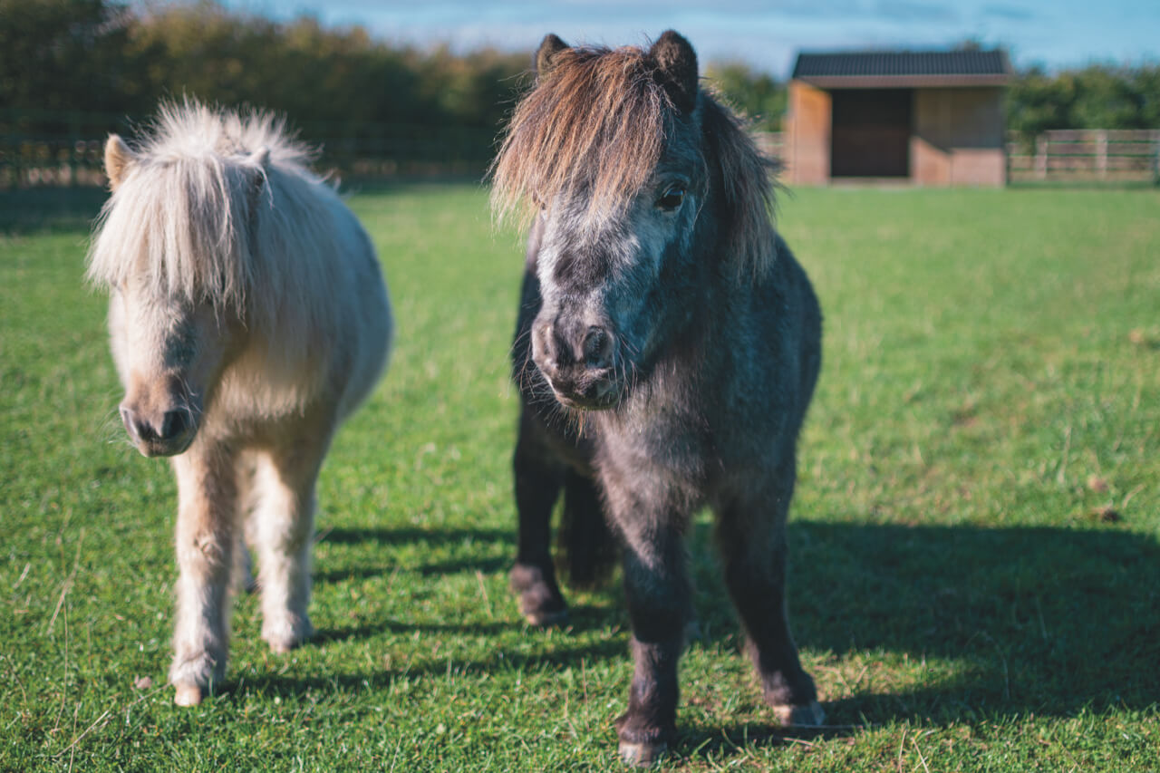 two shetland ponies stood next to each other in a field